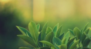 ICD Green Tech – Cung cấp máy chà sàn, xe chở rác, xe quét rác